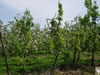 P1010073.jpg (115kb)